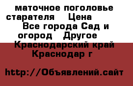 маточное поголовье старателя  › Цена ­ 3 700 - Все города Сад и огород » Другое   . Краснодарский край,Краснодар г.